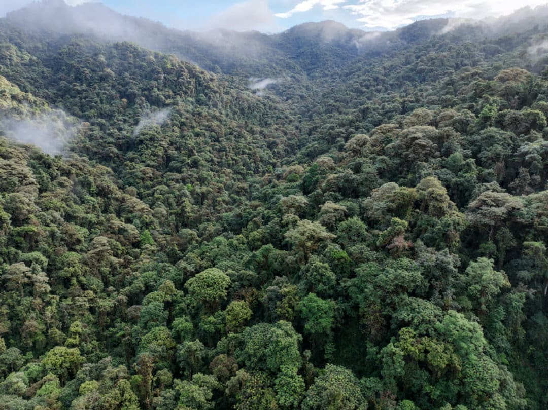A view of the seemingly never-ending cloud forests of the Intag Valley