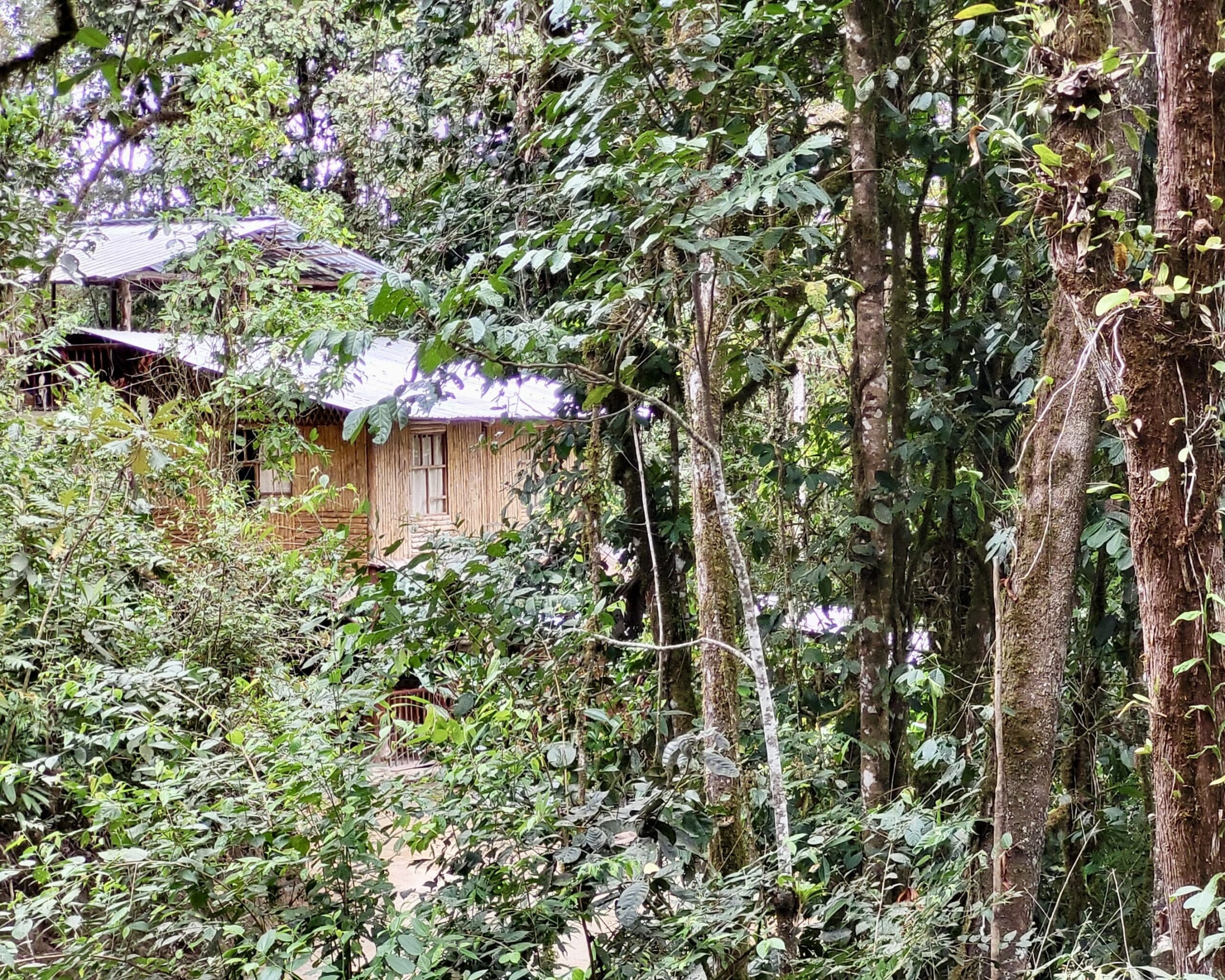 The cabins at Eco Cabañas Junin are surrounded by forest.