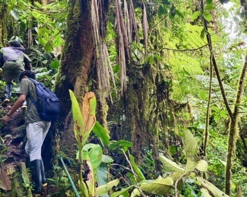 A community guide leads the way through thick cloud forest