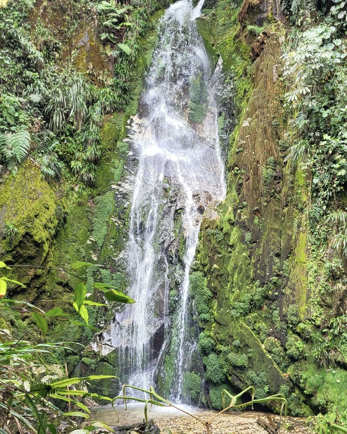 Bridal Veil Falls cascades down a mossy wall in Intag, Ecuador 