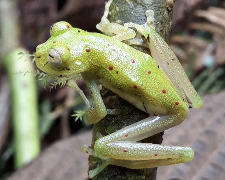 A handful of bright red coffee beans